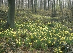 Daffodils Near Dymock