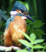 Kingfishers are a common sight on the River Wye
