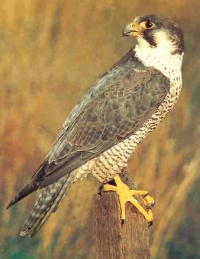 Peregrine falcons in the Royal Forest of Dean